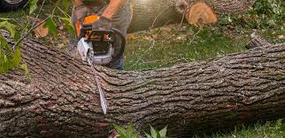 How Our Tree Care Process Works  in  Crystal City, TX