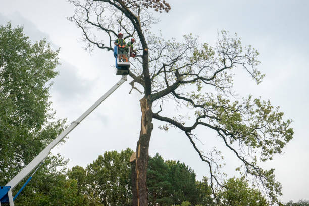 Lawn Renovation and Restoration in Crystal City, TX