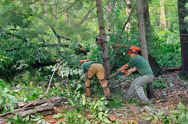 Trusted Crystal City, TX Tree Services Experts